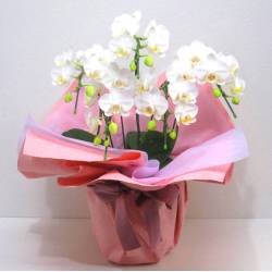 《Phalaenopsis》Amatrice/5FL